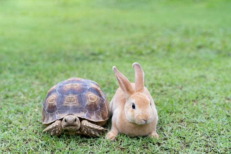 tortoise hare Performance of the Graph API, REST and Web Services with SharePoint and Power Automate